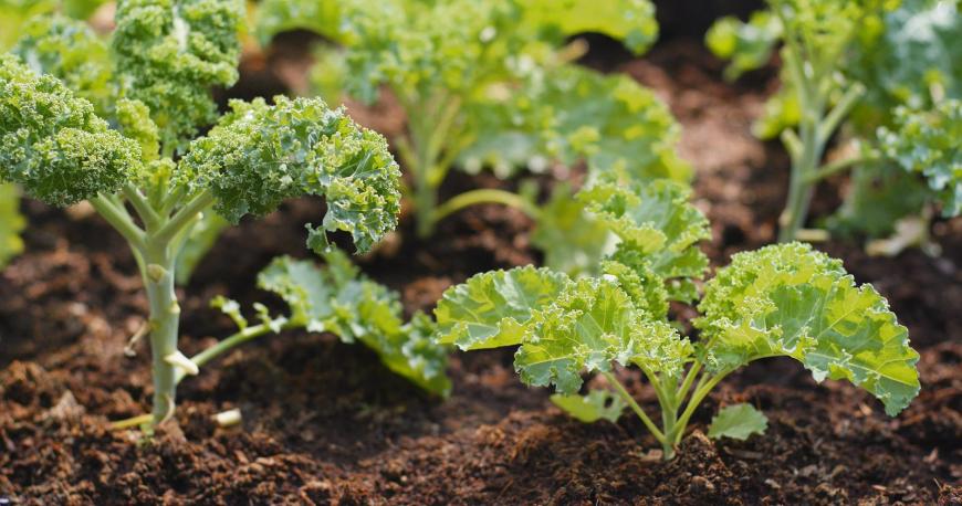 Kale