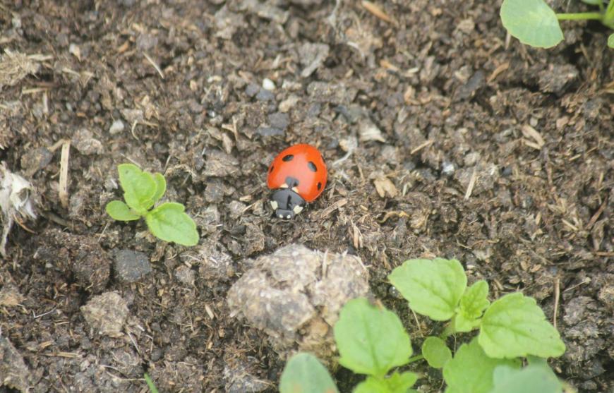 Ladybird