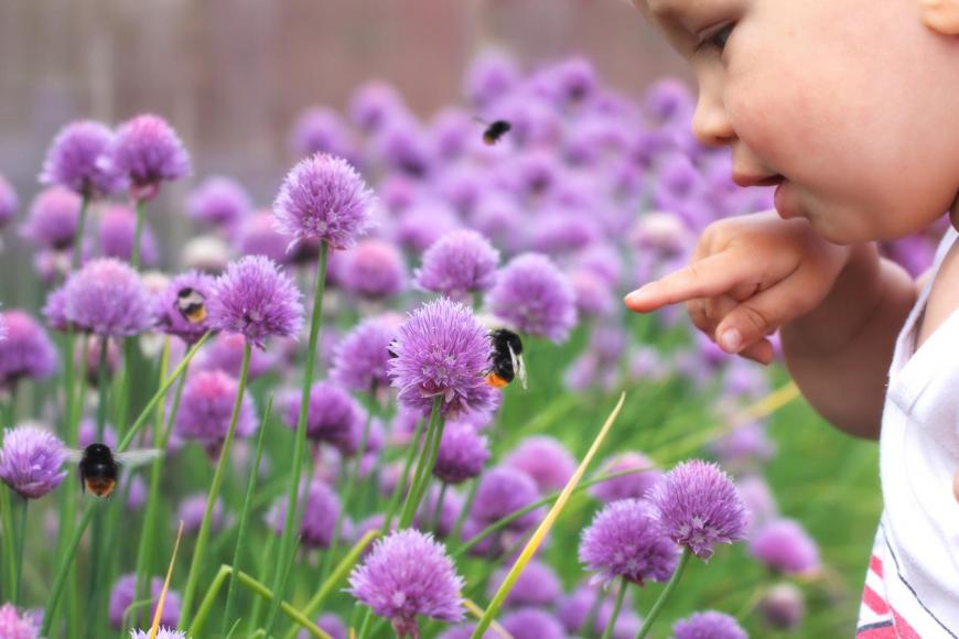 Lavender as part of a child friendly herb garden