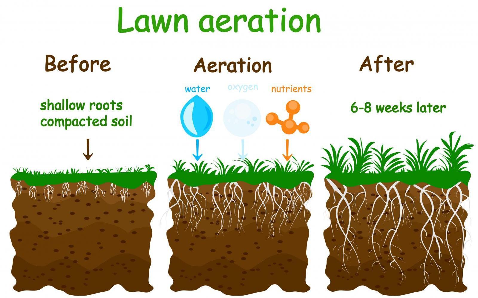Lawn Aeration