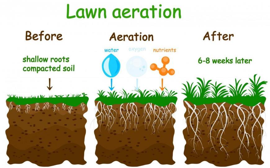 Lawn Aeration