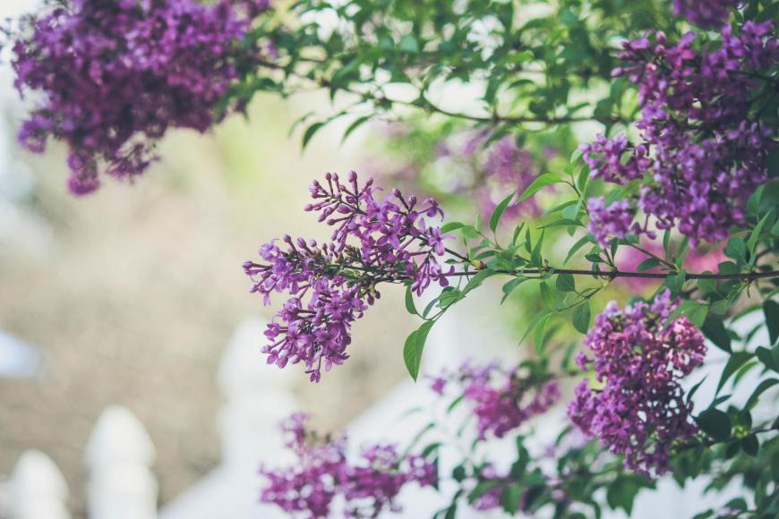 Lilacs