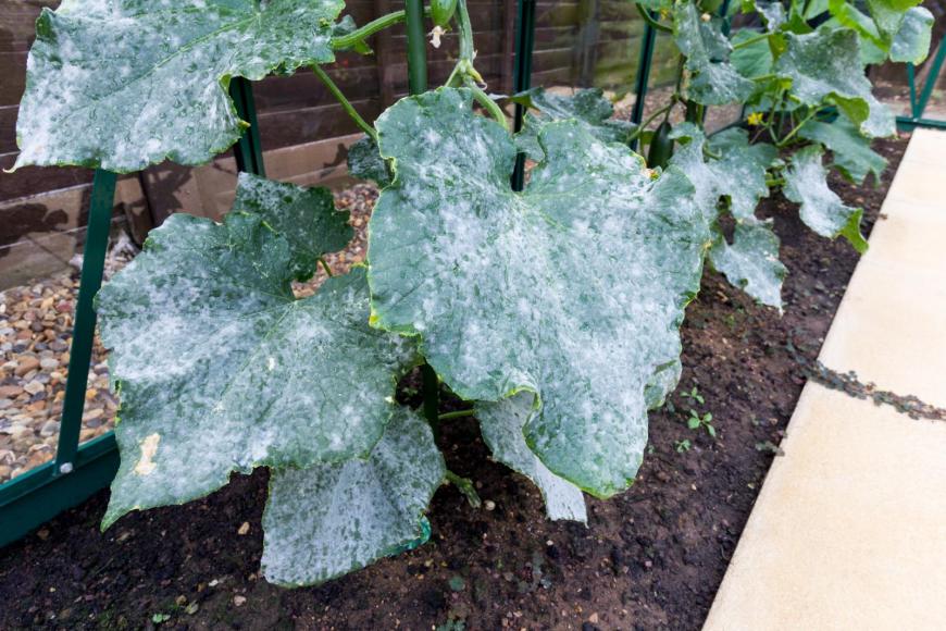 Mildew on cucumber leaves