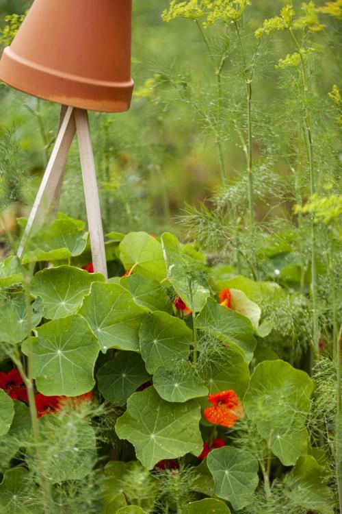 Nasturtium and dill