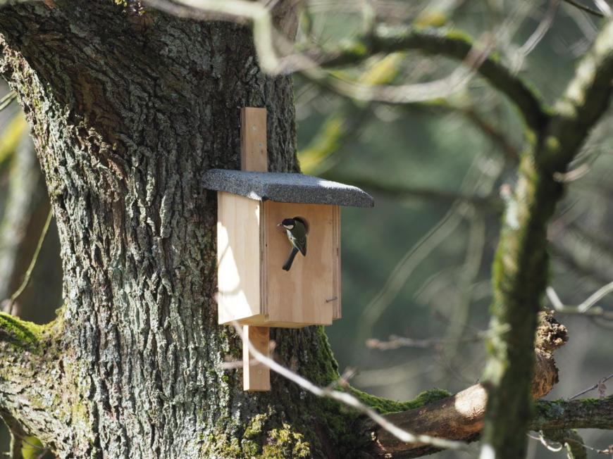 Nesting box for the birds