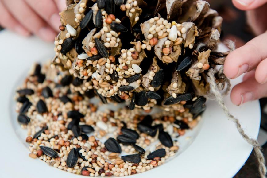 Pinecone bird feeder
