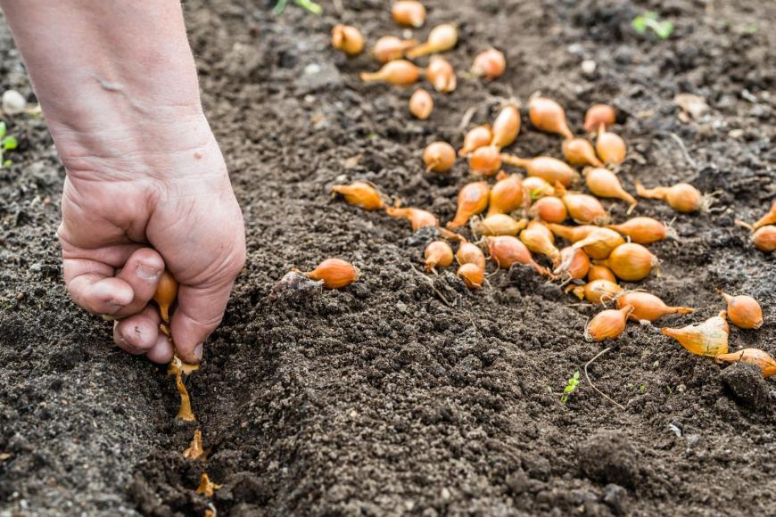 Sowing onions outside