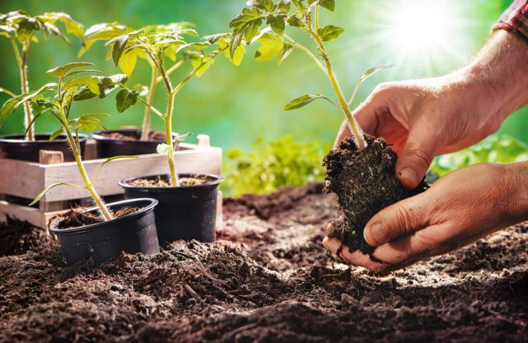 Planting tomatoes