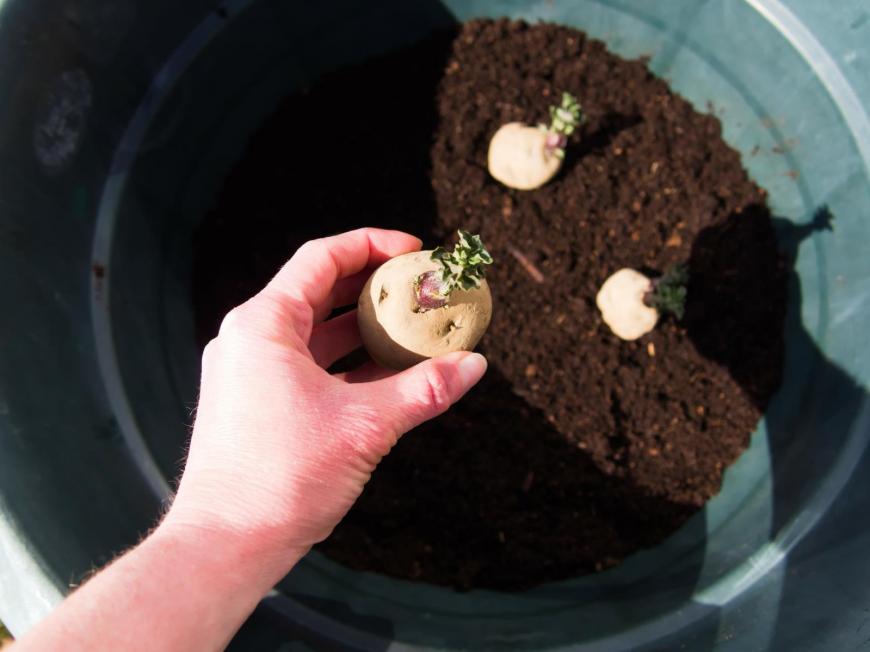 Growing potatoes in a bucket