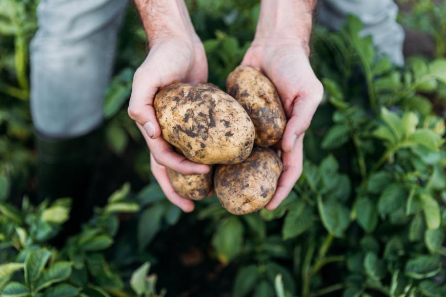 Harvesting potatoes
