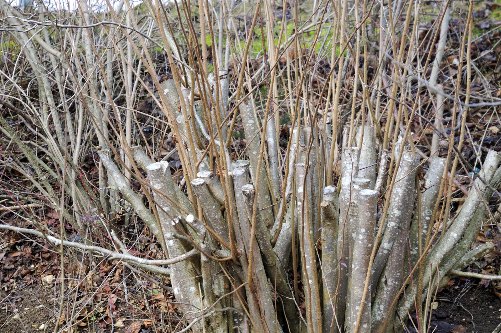 Winter pruning of deciduous trees and shrubs