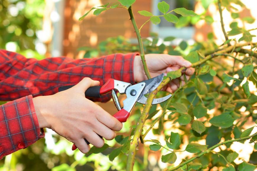 Pruning climbing roses