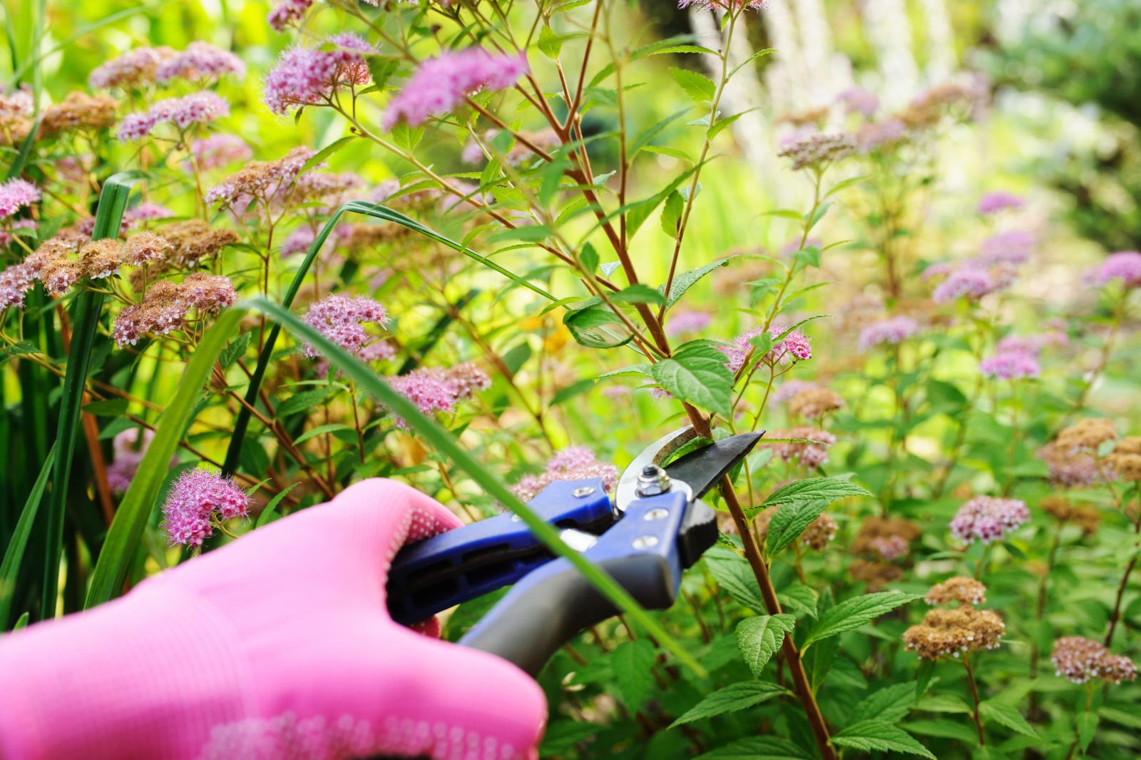 Pruning Spring flowing Spirea