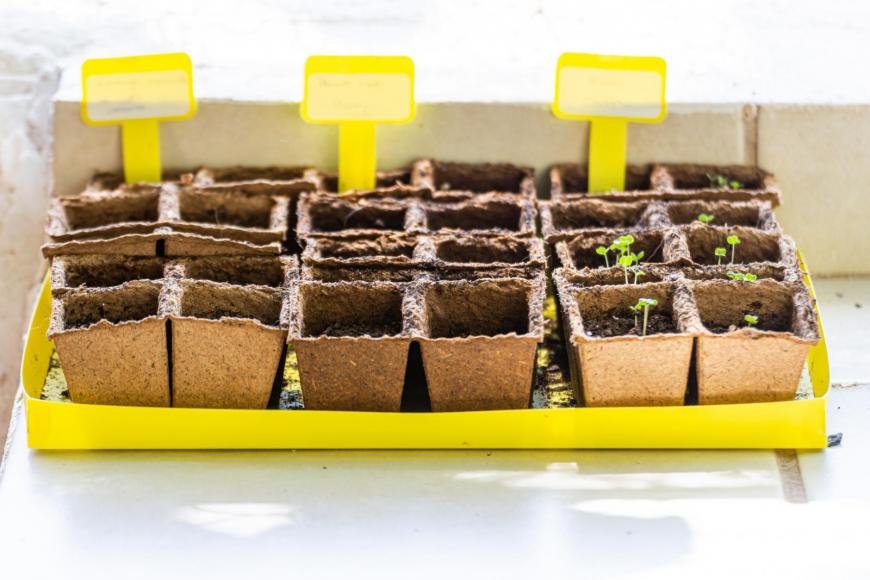 Recycled egg boxes as growing containers