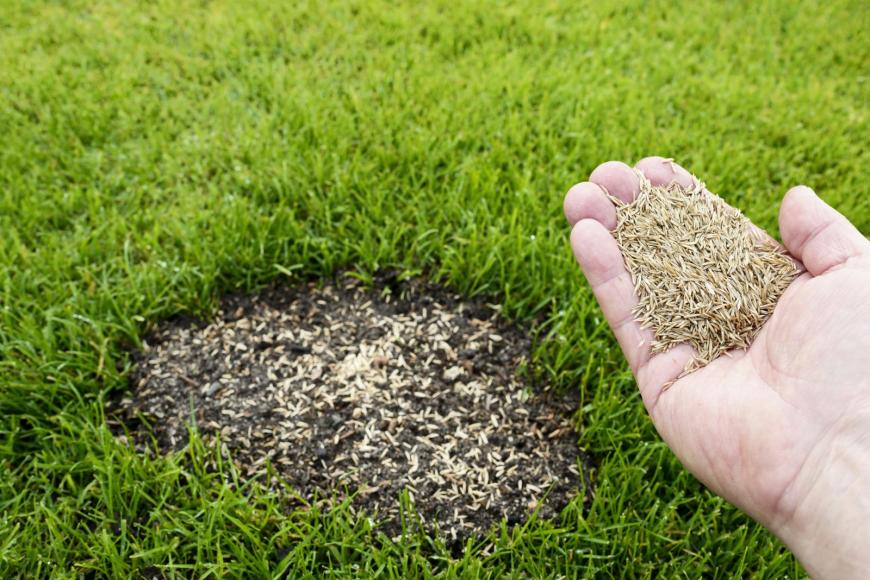 Repair Lawn