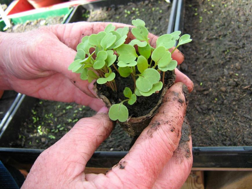Rocket Seedlings