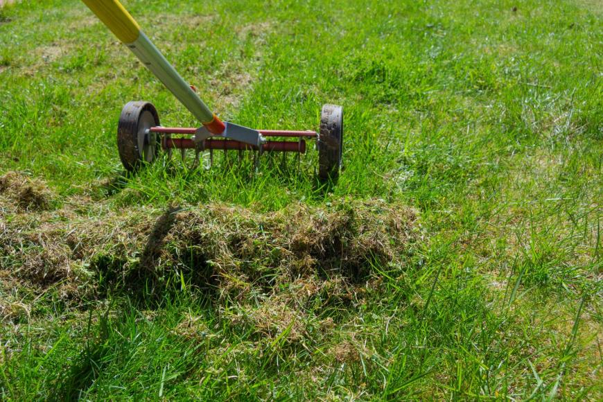 Scarifying the lawn