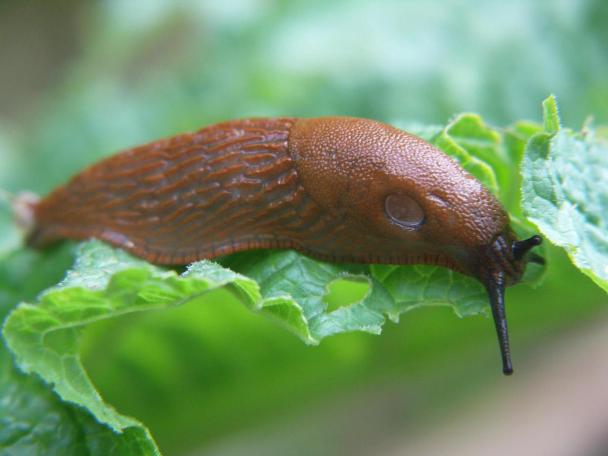Dealing With Pests the Organic Way - 10 Tips for Wildlife-Friendly Gardeners