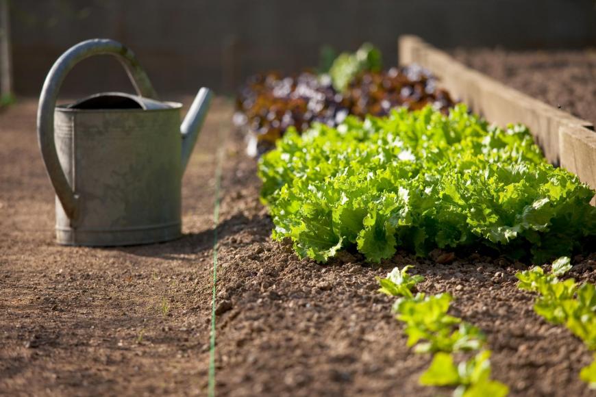 Sowing vegetables