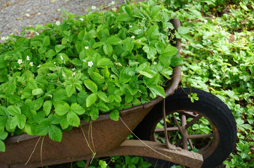 Growing strawberries in an upcycled wheelbarrow