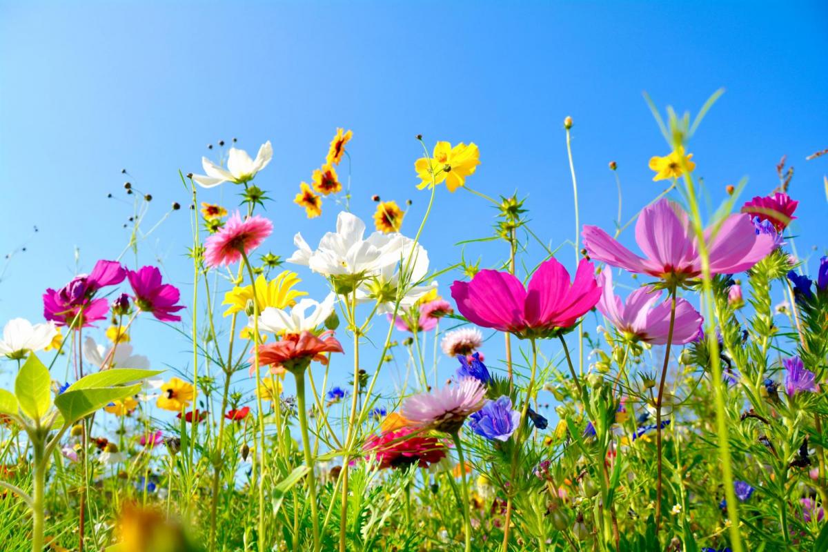 Hello Sunshine! Your Gardening Guide for June