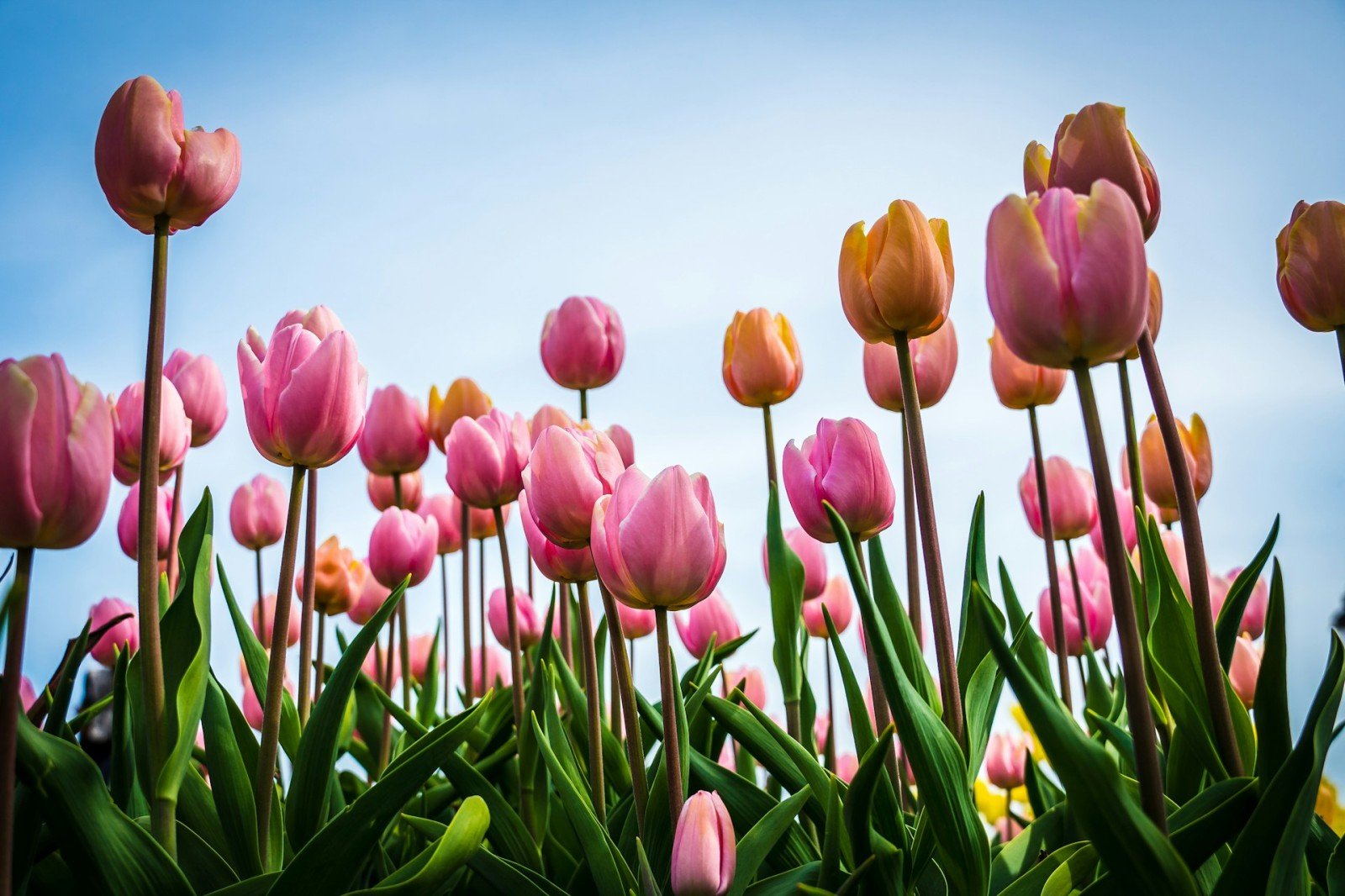 More sunshine as the Easter holidays get underway
