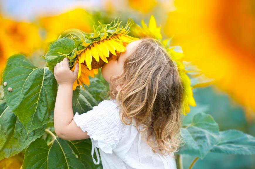 A sunflower