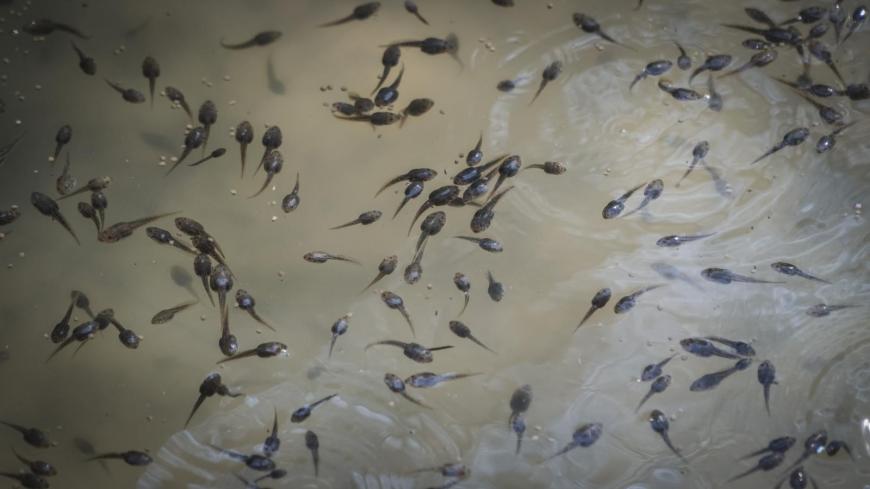 Tadpoles in the pond