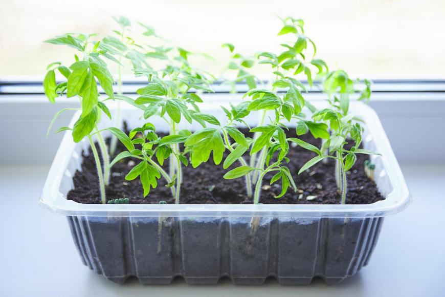 Tomato seedlings on the window ledge