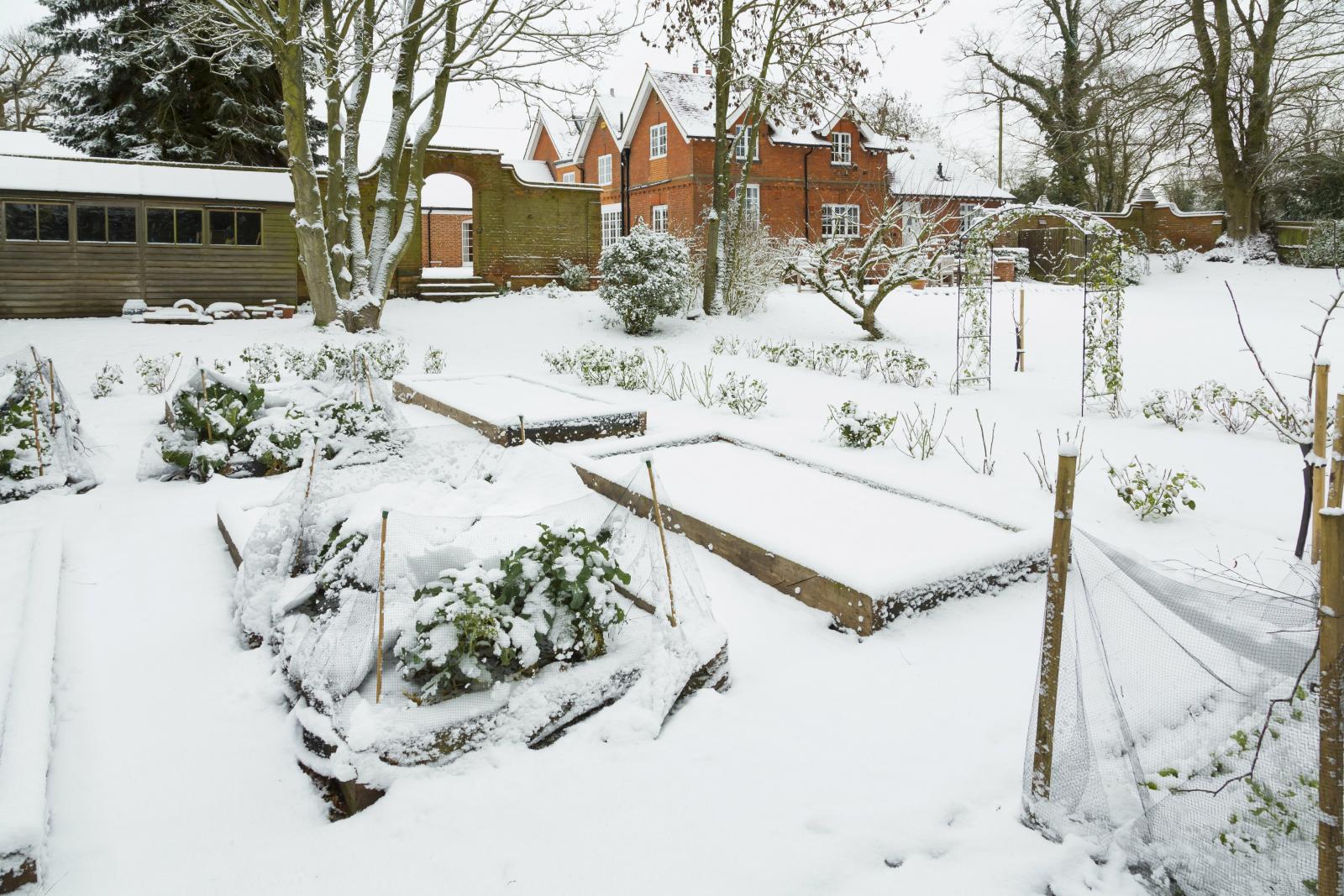 A New Year in the Garden: January's Lockdown Gardening Guide