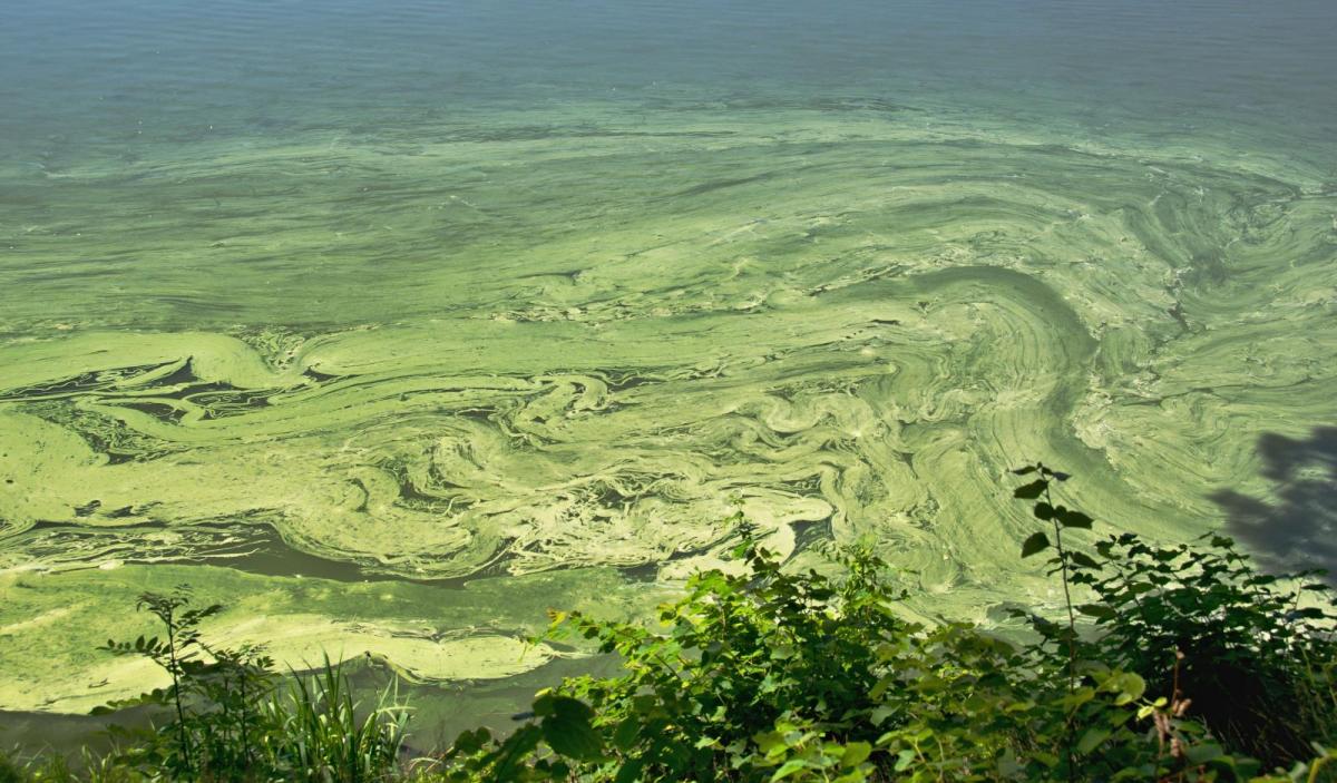 Blue Green Algae warnings after the UK summer heat and dry spell