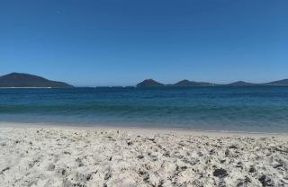 Bull sharks drawn to murky coastal waters after Sydney's heavy rain