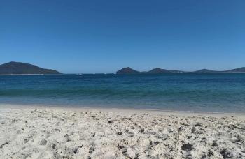 Bull sharks drawn to murky coastal waters after Sydney's heavy rain