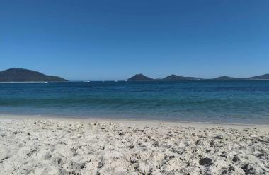 Bull sharks drawn to murky coastal waters after Sydney's heavy rain