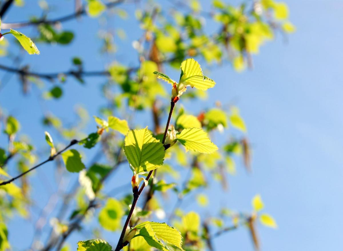 Shifting seasons: Hedgehogs and Phenology, changing weather patterns, blips and fading winters. 