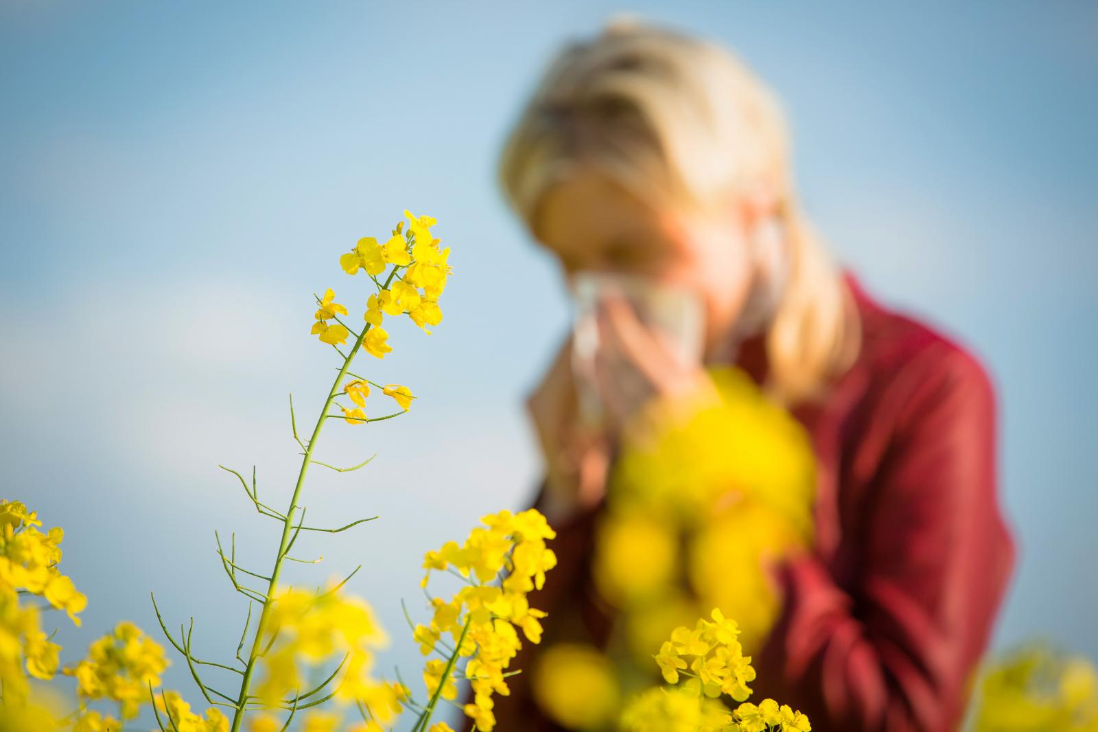 Hayfever season: How the weather affects the pollen count