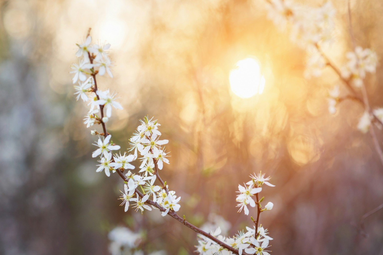 Another notable April? Forecast points to warm, sunny end, following recent trends