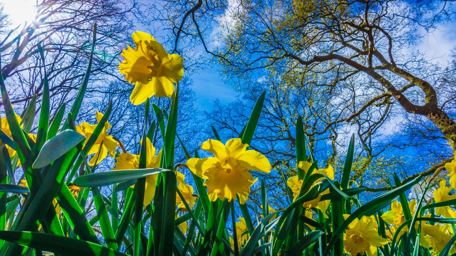 Week Ahead: Spring-like for most, mild and turning more settled
