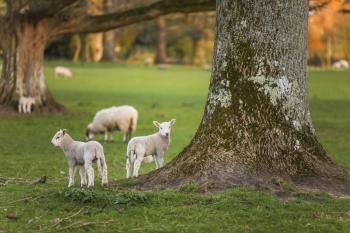 Weekend outlook - Becoming colder in a northerly wind with frost, even a bit of snow