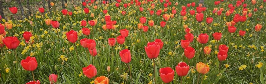 spring flowers