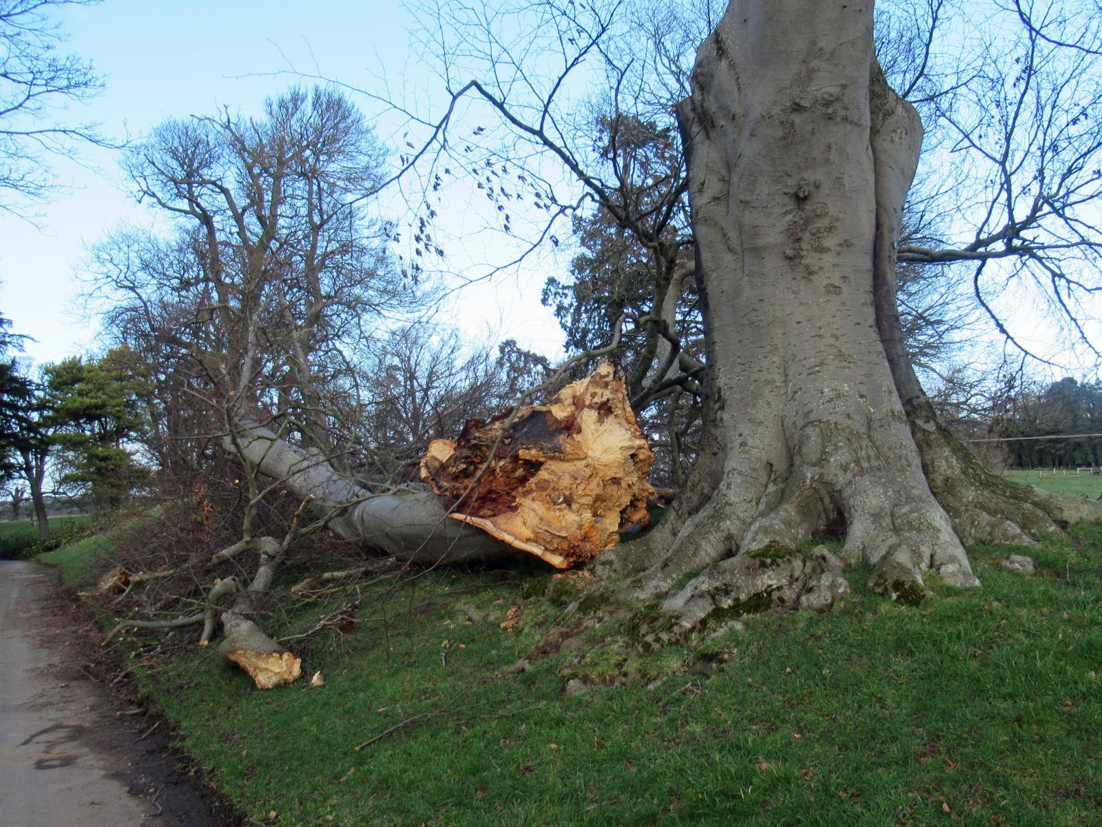 fallen tree in strong winds