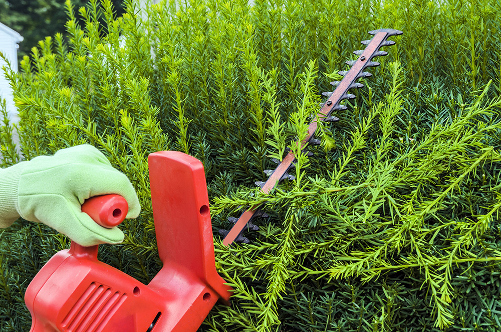 Pruning Yew bush