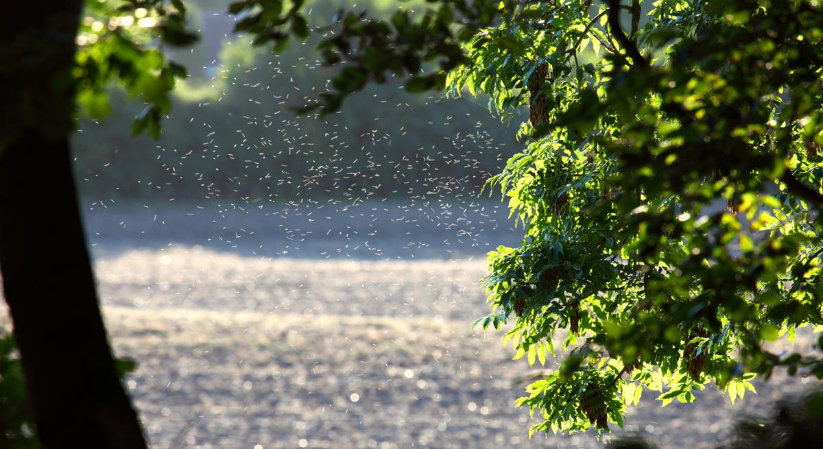 Midges, the Highlands, sunshine and spray. How the weather affects the season