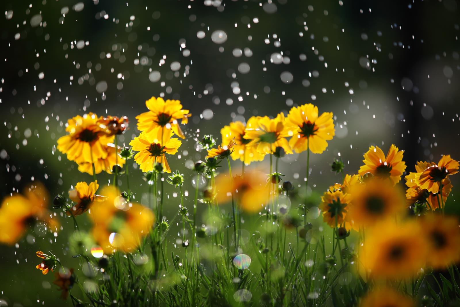 Month ahead: Often hot and dry in the southeast, cooler and wetter in the northwest