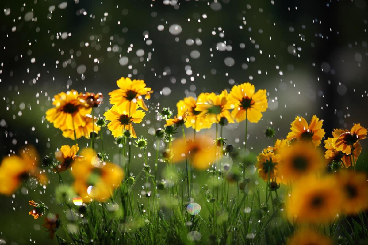 Month ahead: Often hot and dry in the southeast, cooler and wetter in the northwest