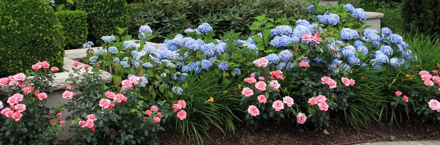 Flower border