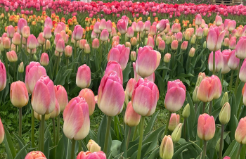 Gardeners beware: strong April sunshine by day but the chilly nights persist. A brisk east wind too