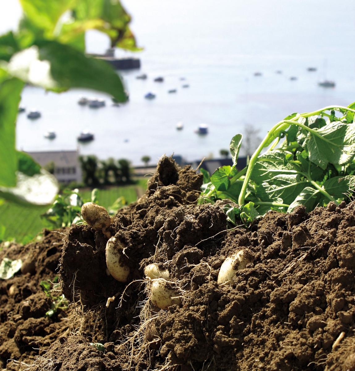 Jersey Royal Potato farmers welcome Bank Holiday rain