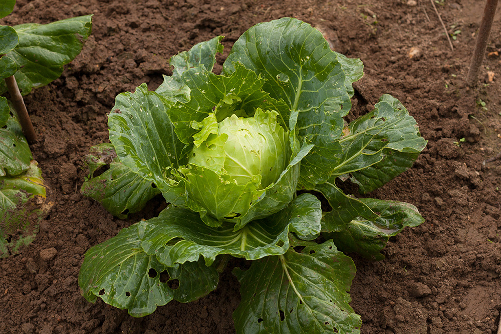 Caterpillars like to eat cabbage leaves