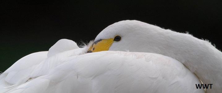 Cold Winter - Bewick's Swans and folklore